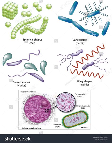 types of prokaryotes bacteria.